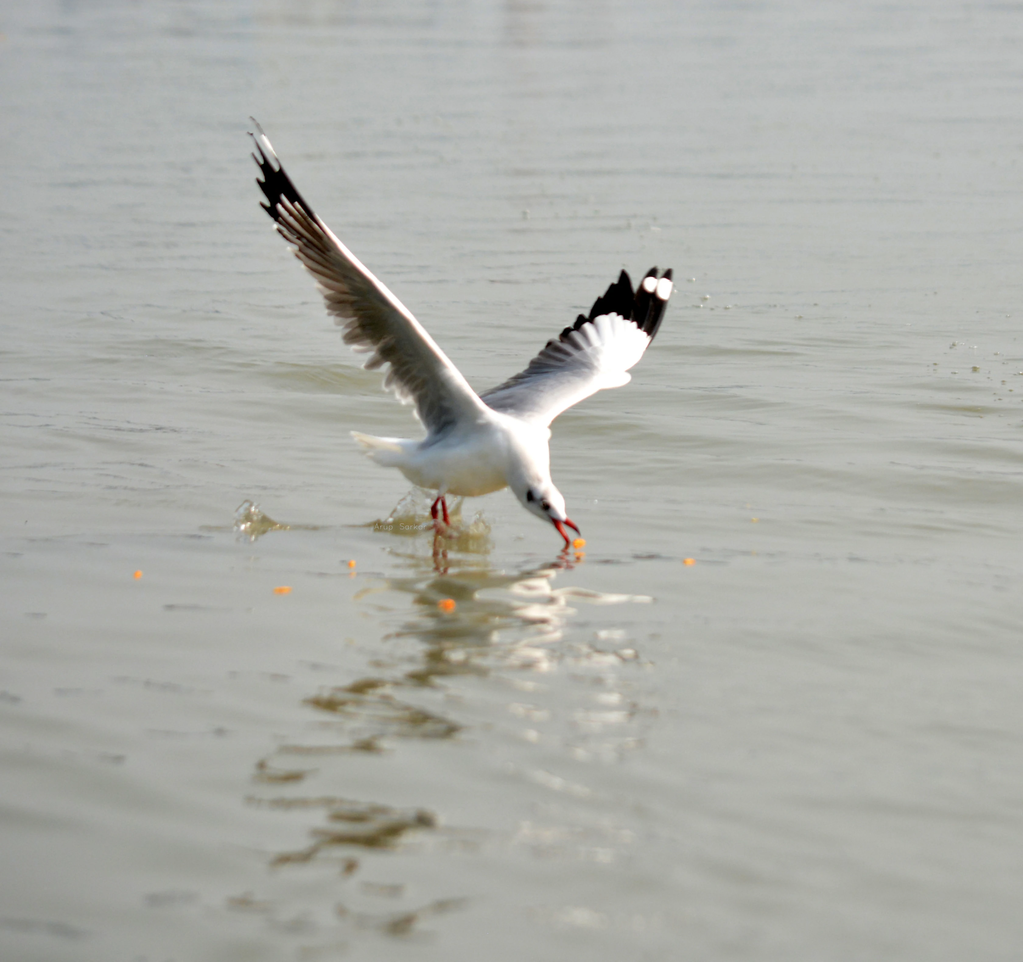 Brown-headed Gull at Chilika