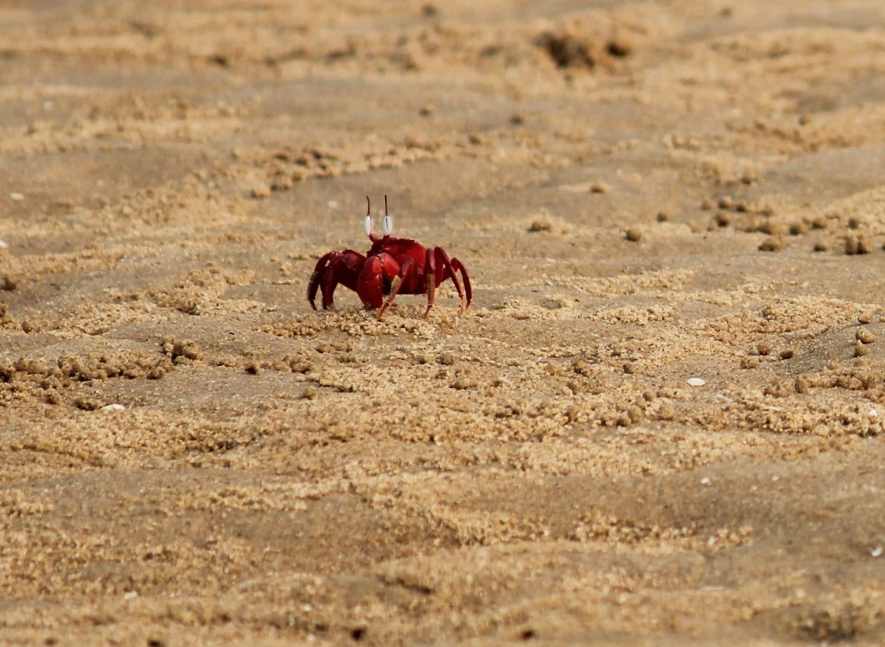 Red crab at Chilika Lake