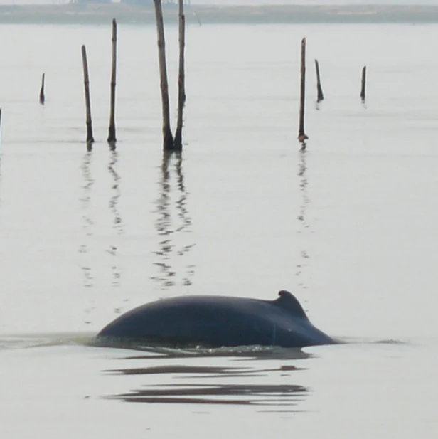 Irrawaddy dolphin in Chilika Lake