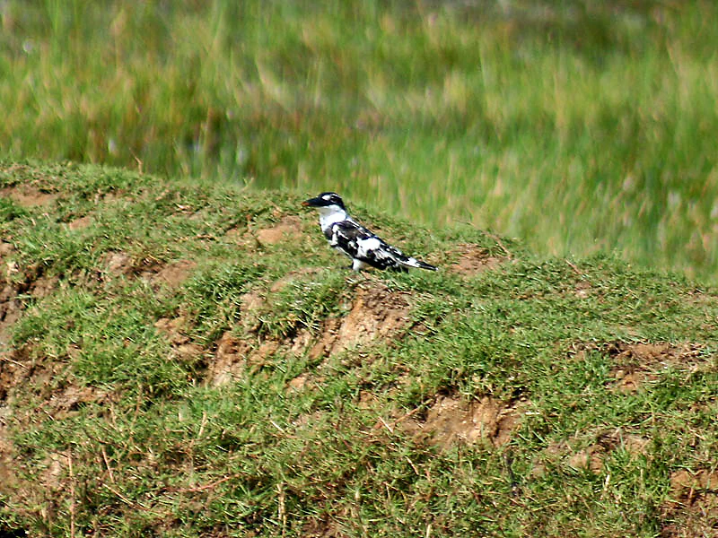 Pied Kingfisher at Chilika Lake
