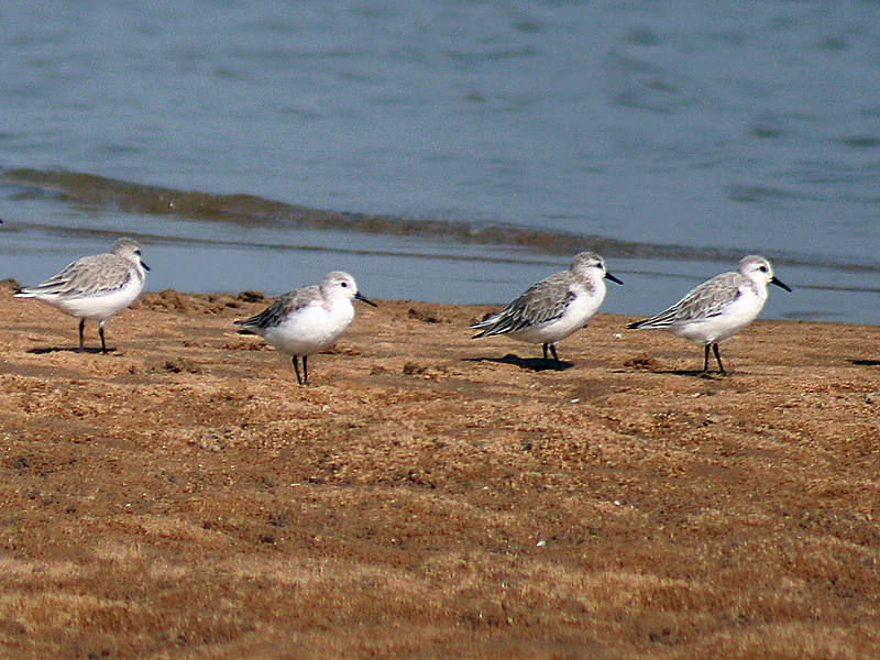 Sanderling at Chilika Lake