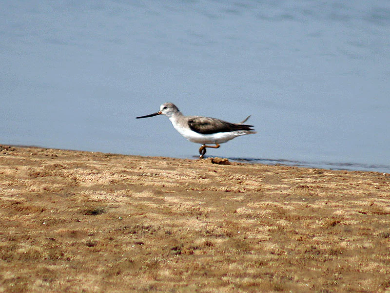 Terek Sandpiper