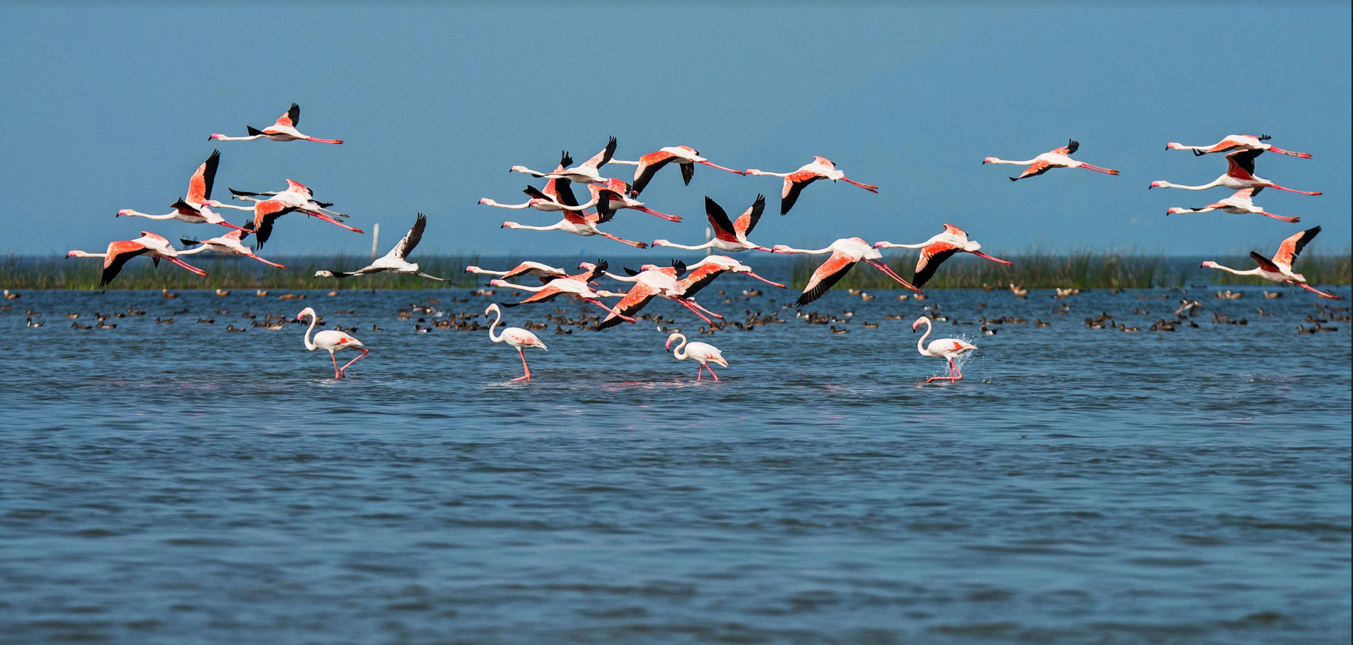 Migratory birds at Chilika Lake