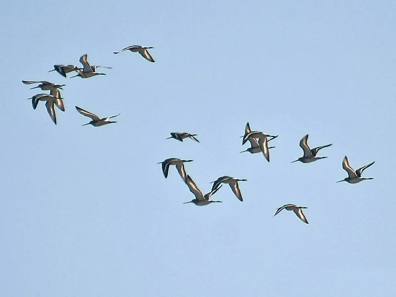 Black-tailed Godwit at Chilika Lake