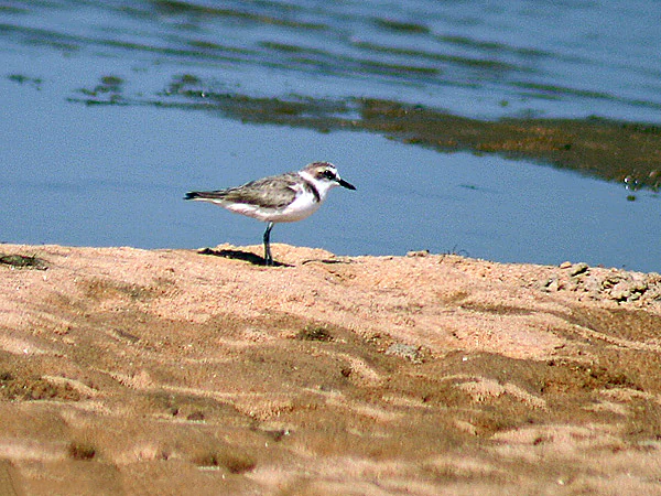 Kentish Plover at Chilika Lake