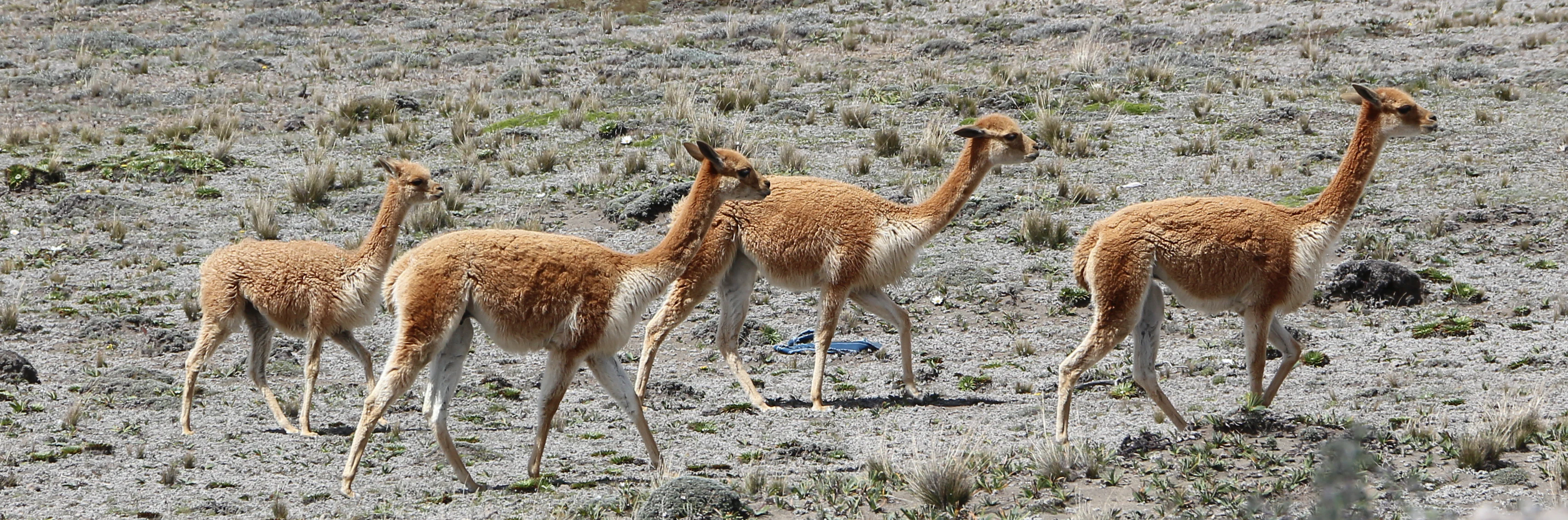 A group of four slender, light-brown vicuñas walking across a dry, rocky paramo landscape.