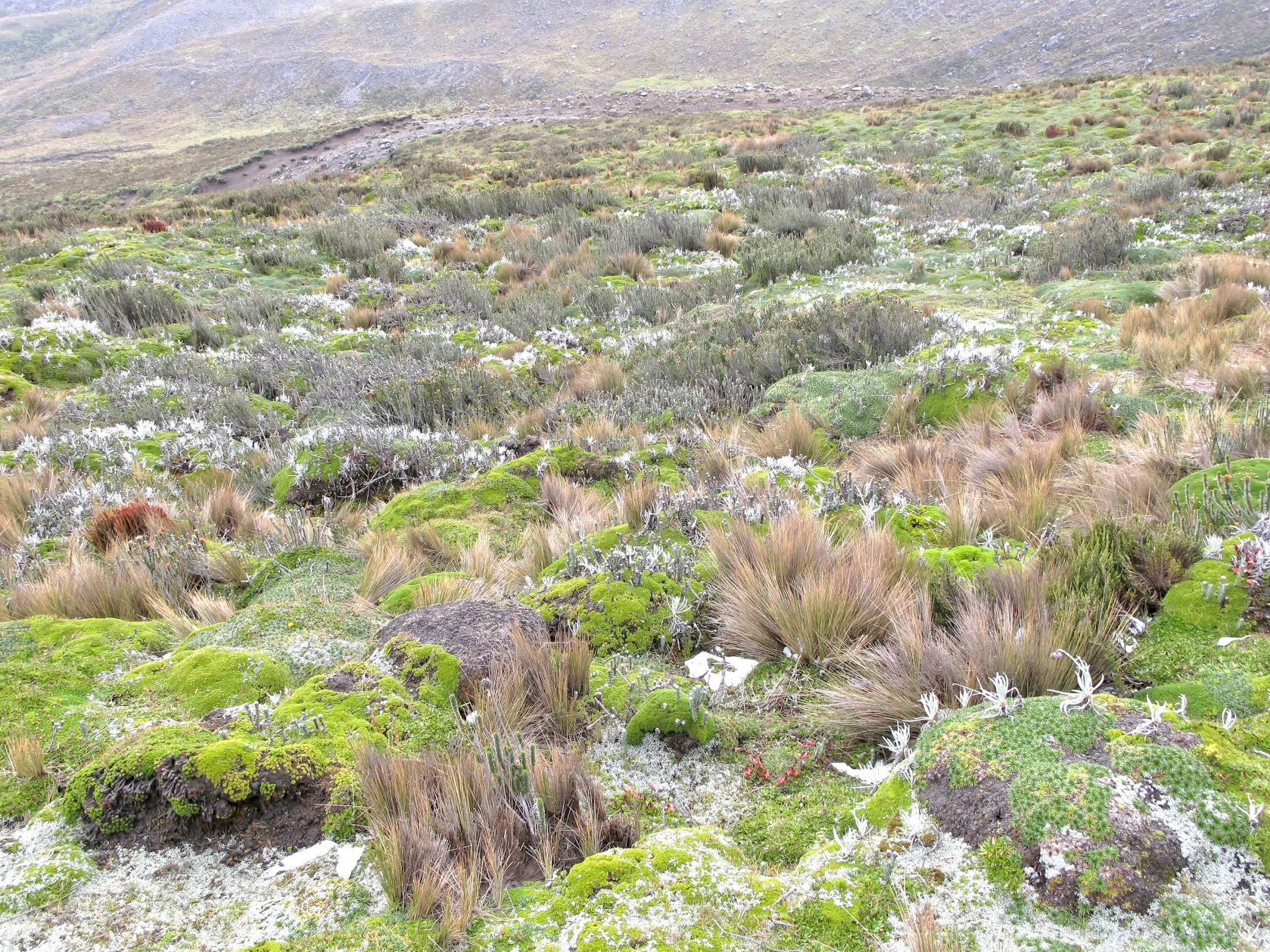 A wide view of the rugged, grassy, and mossy mountain landscape of the high Andes, featuring patches of tough bunchgrass and low-lying vegetation typical of the paramo ecosystem.