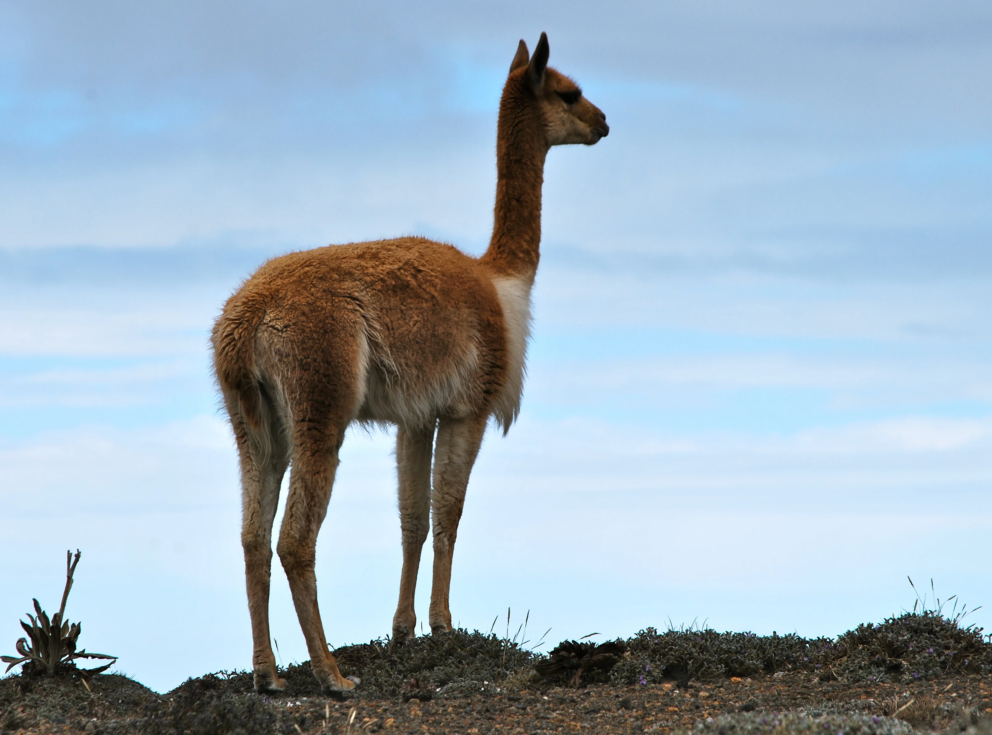 A vicuna stands on a rocky, sparse terrain against a cloudy sky.
