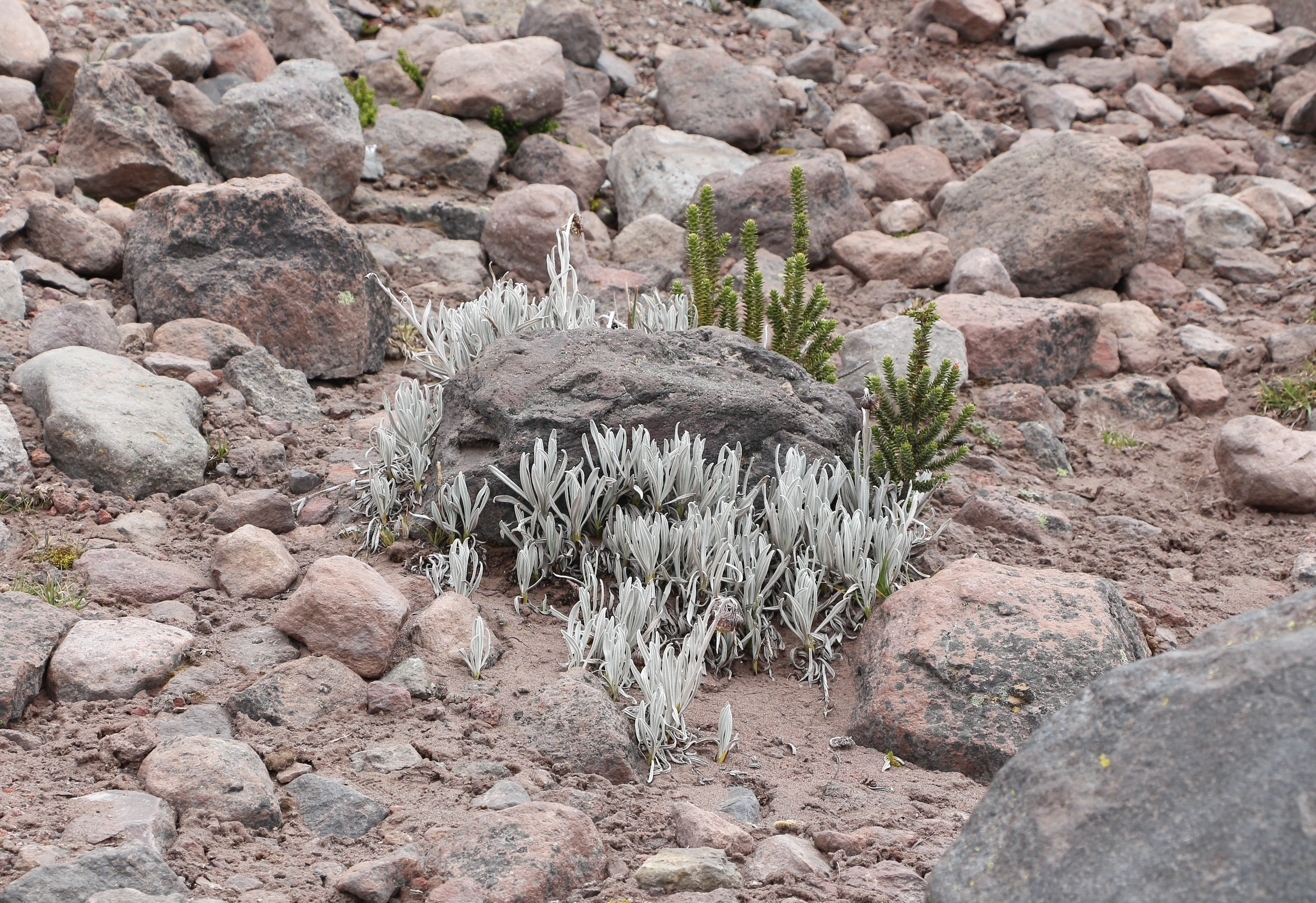 A close up view of low lying plants with silvery foliage and small green needle like shrubs growing in rocky Andean terrain.