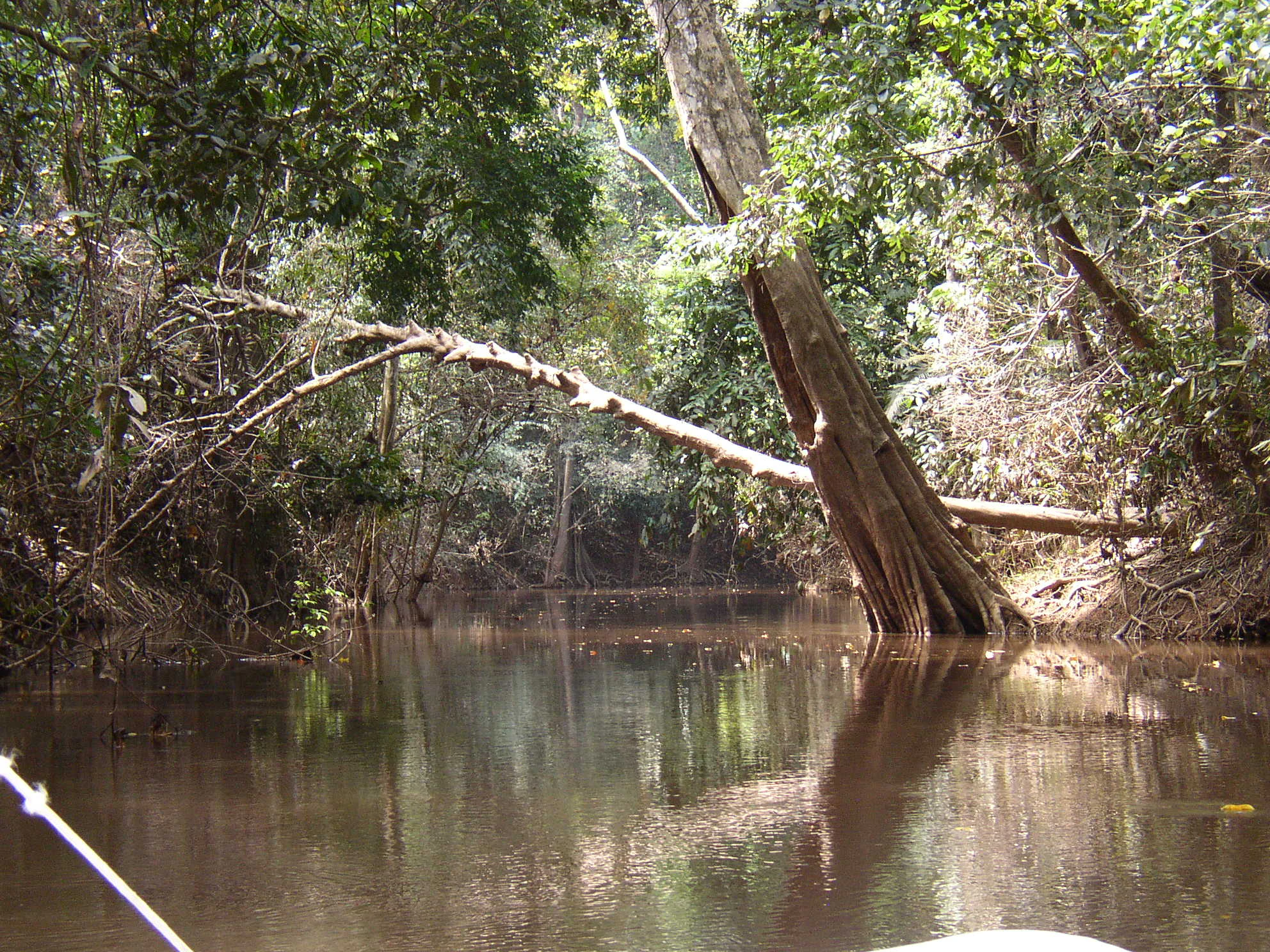 A view from water level looking into a narrow, dark channel surrounded by dense tropical forest, with a large tree leaning over the water.