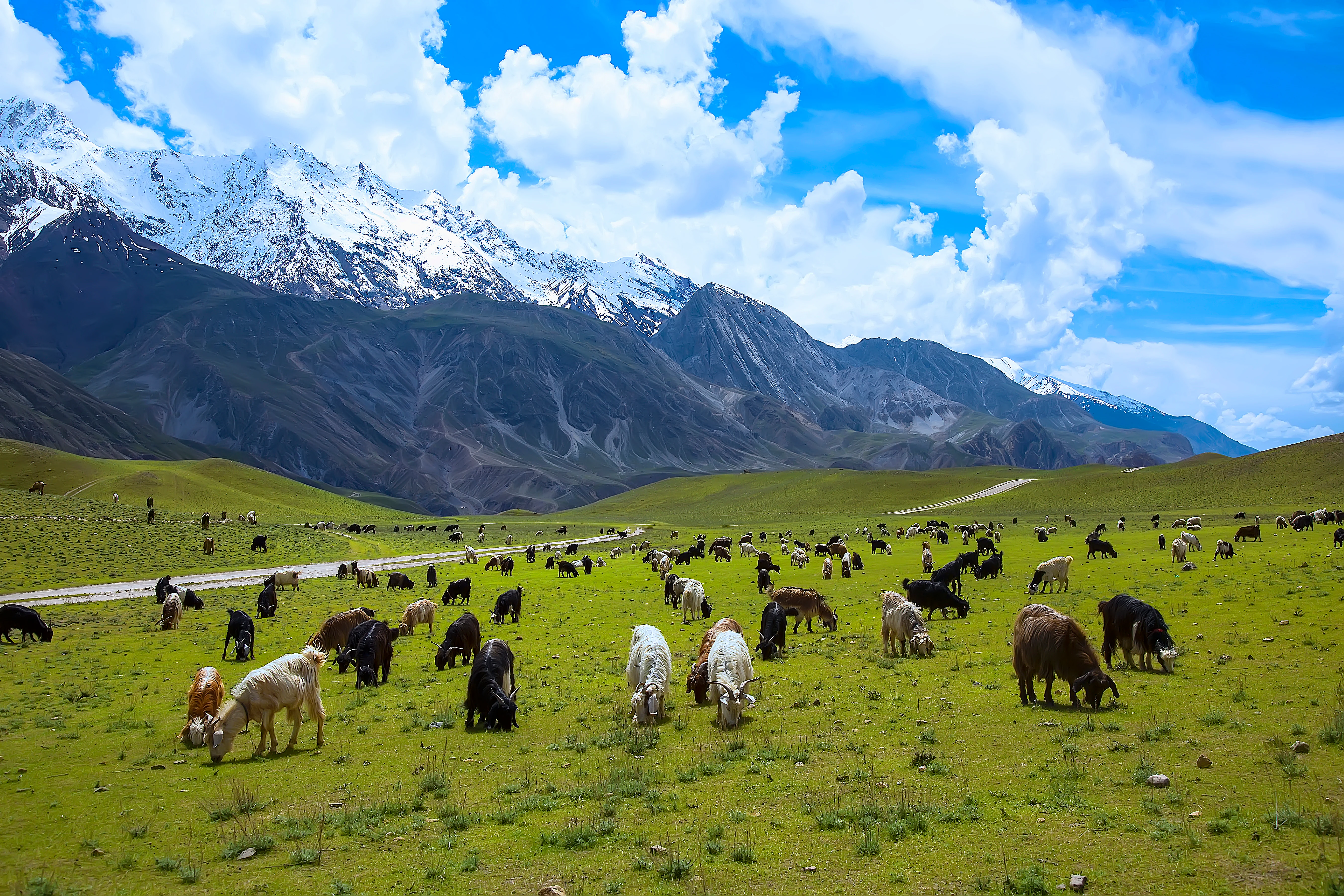 Pradera de pastizales con numerosas cabras domésticas pastando, rodeada de escarpadas montañas nevadas bajo un cielo parcialmente nublado.