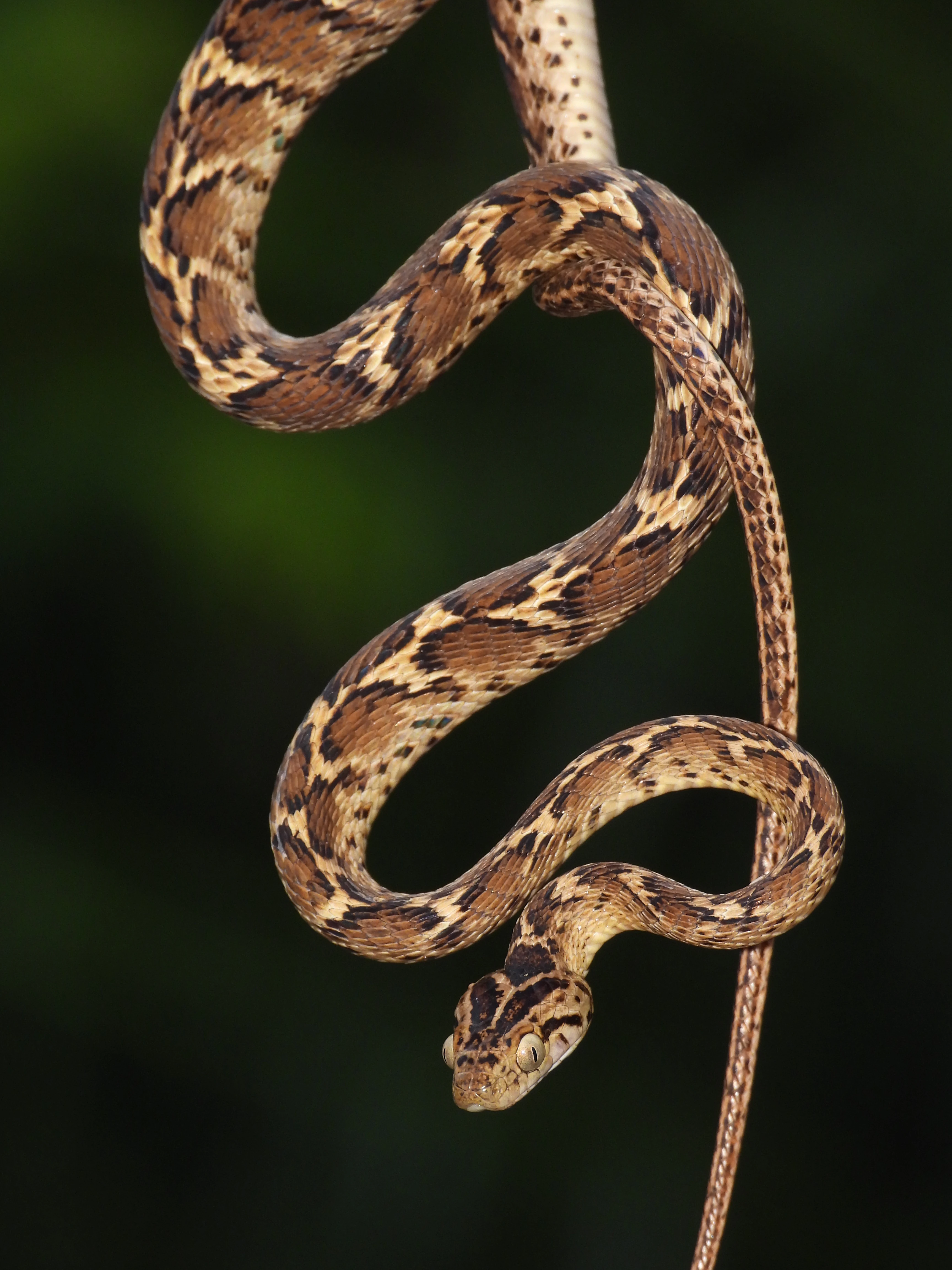 A brown and tan patterned cat snake coiled around a thin twig against a dark, blurred background.