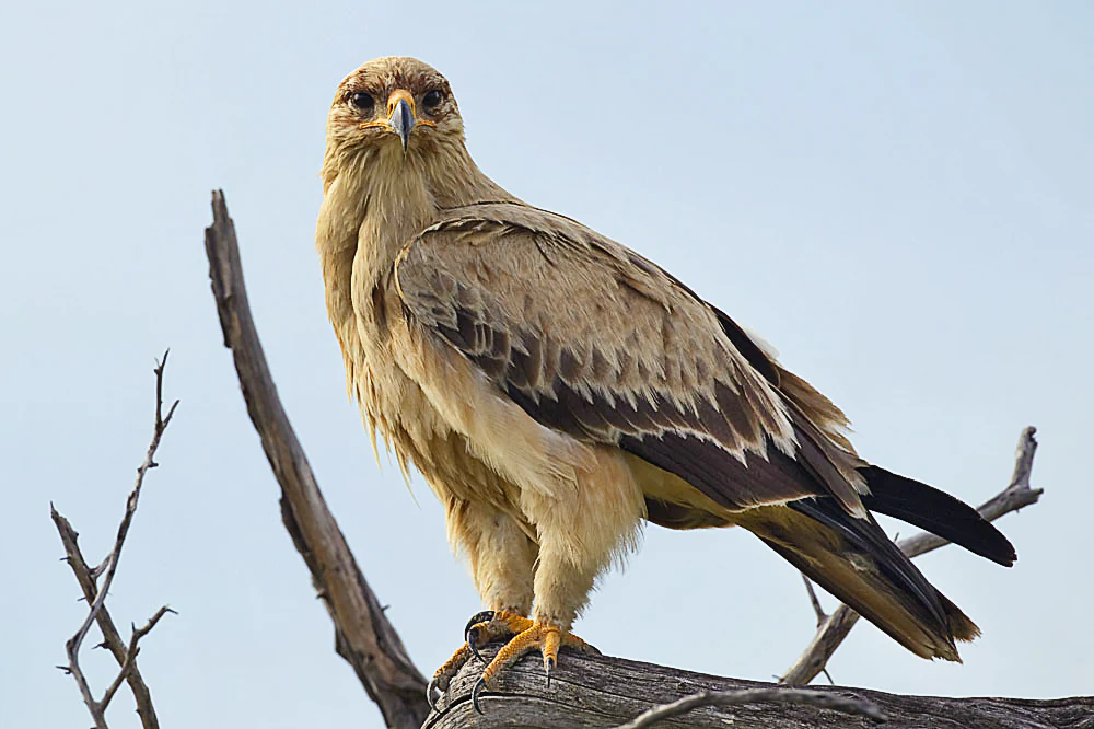 A tawny eagle with brown and buff plumage perched on a dry, bare branch against a bright sky.