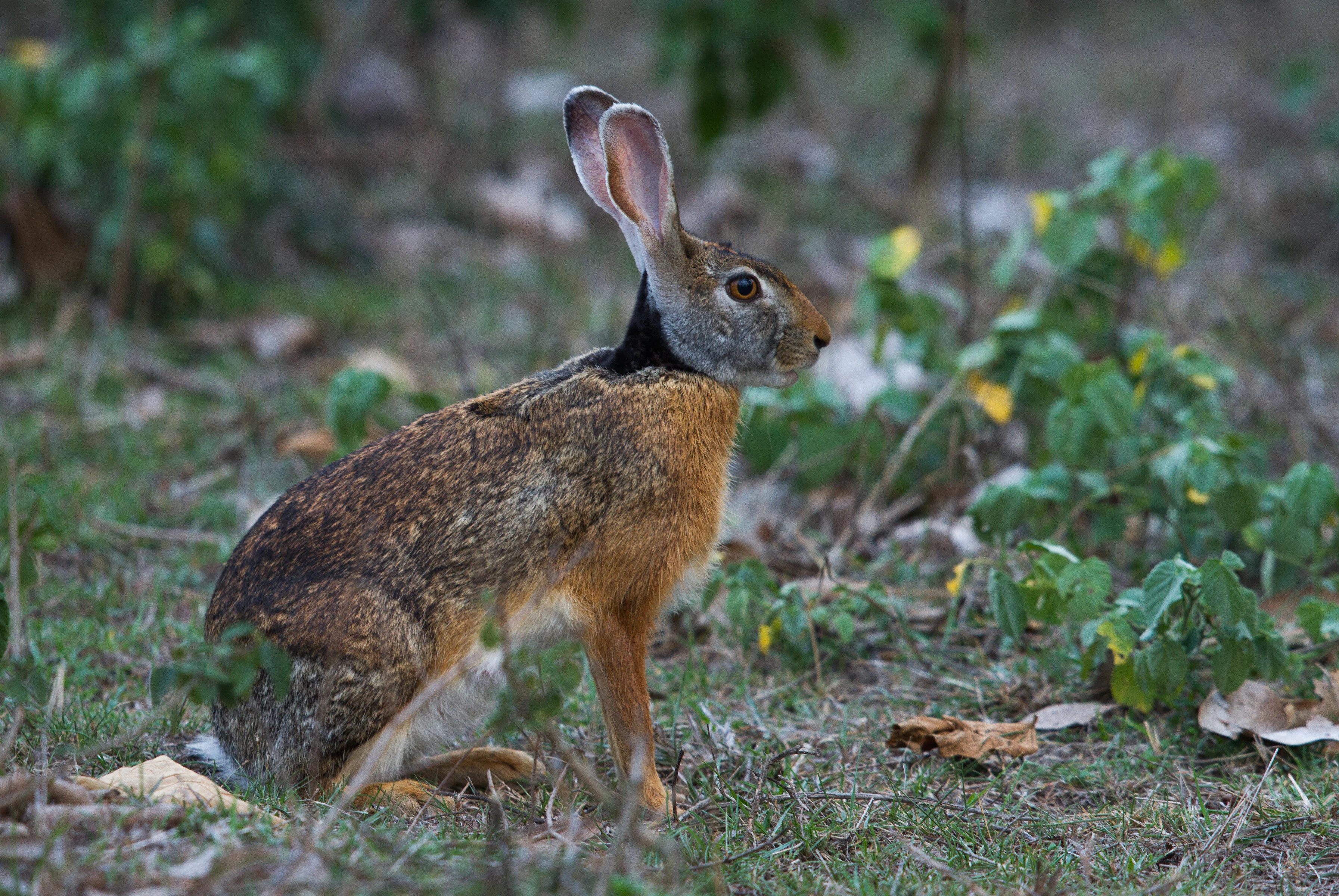 A side profile of an Indian hare with long ears and brown fur, standing on dry ground surrounded by sparse green vegetation.