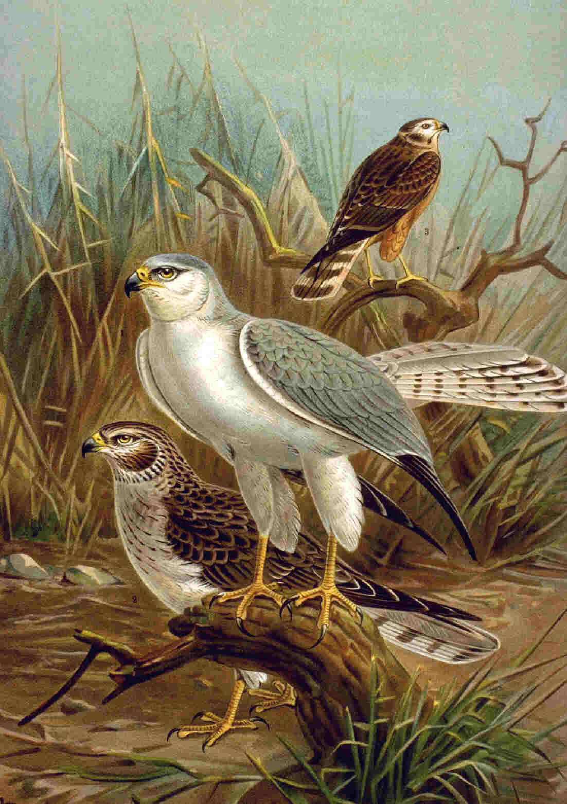 A detailed colored illustration of three Pallid Harriers perched on weathered branches in a marshy or grassland habitat.