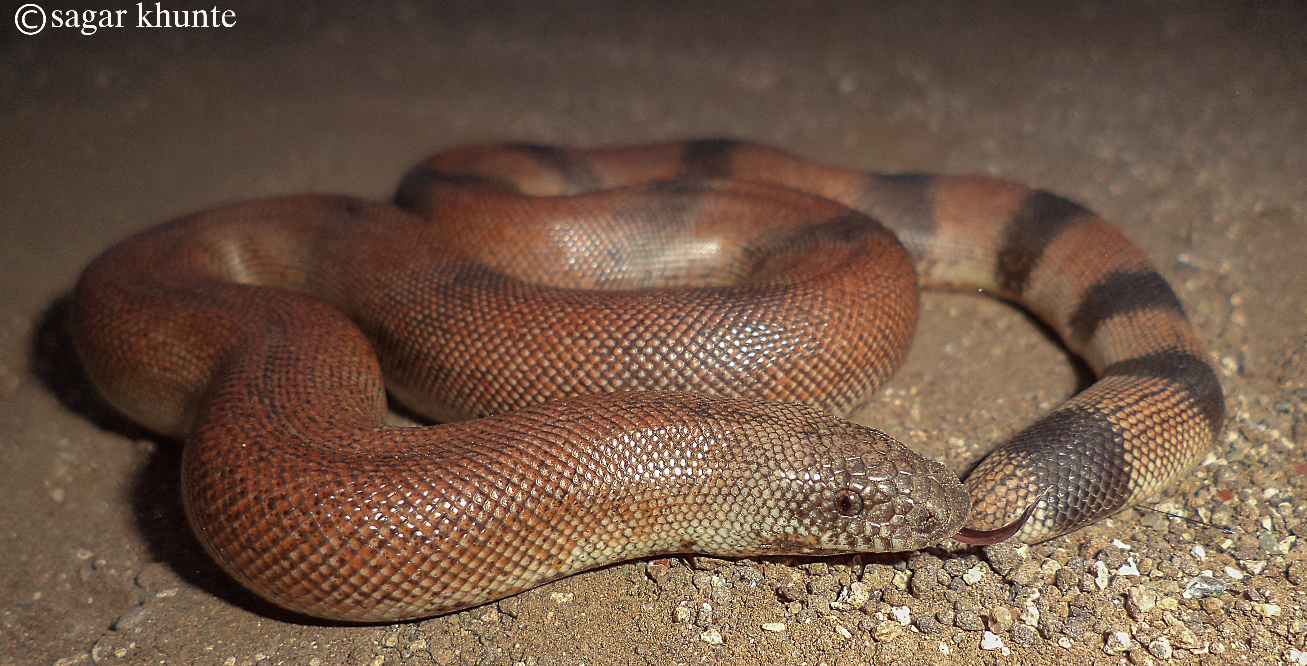 A red sand boa snake with reddish-brown scales and dark bands coiled on sandy ground, with its tongue flickering.