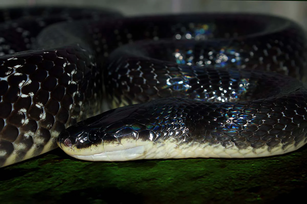 A close up, high angle shot of a shiny, dark-scaled Sind krait snake coiled on a textured, dark mossy surface.