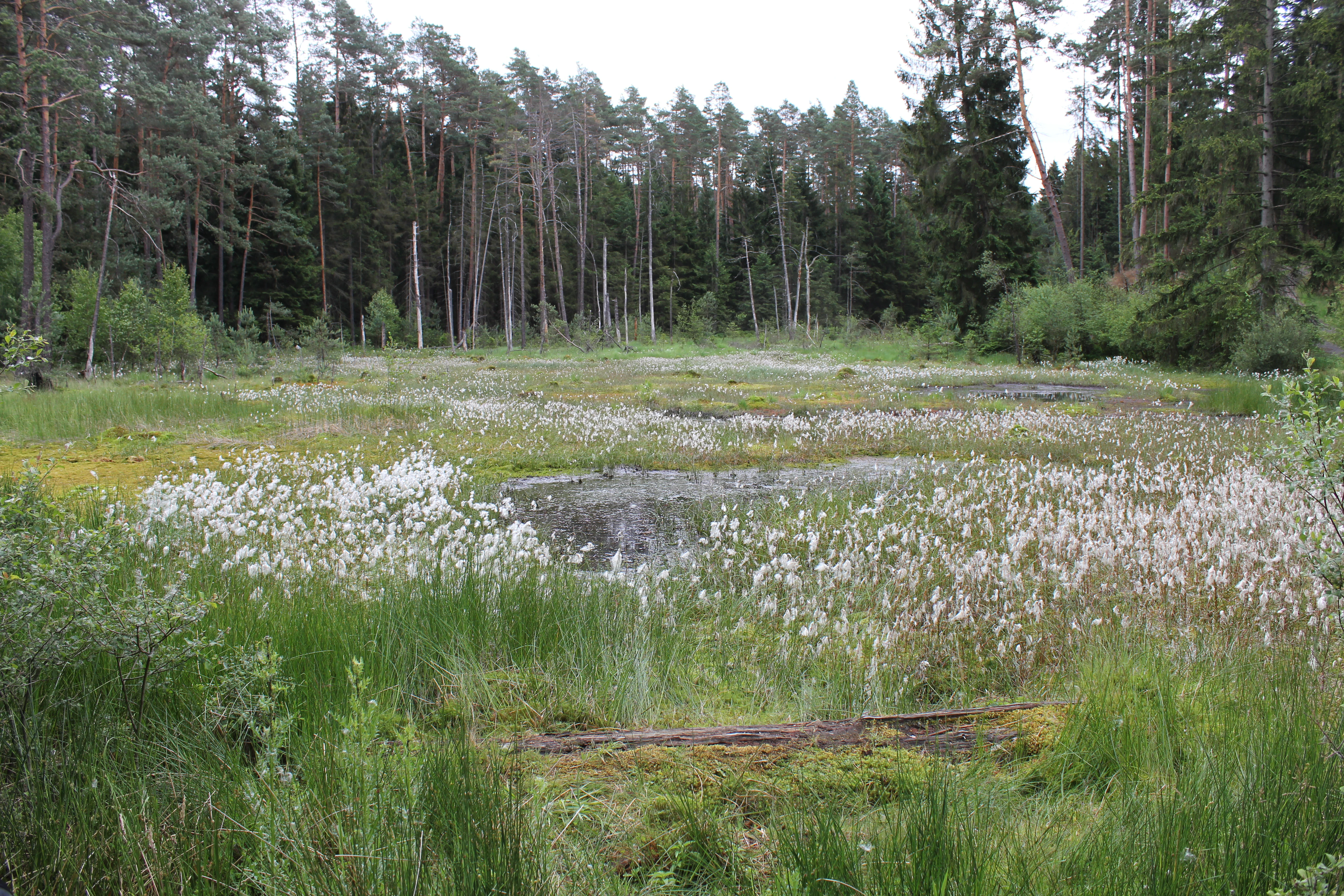 A meadow filled with white flowering cottongrass surrounding small patches of standing water, with a dense coniferous forest in the background.