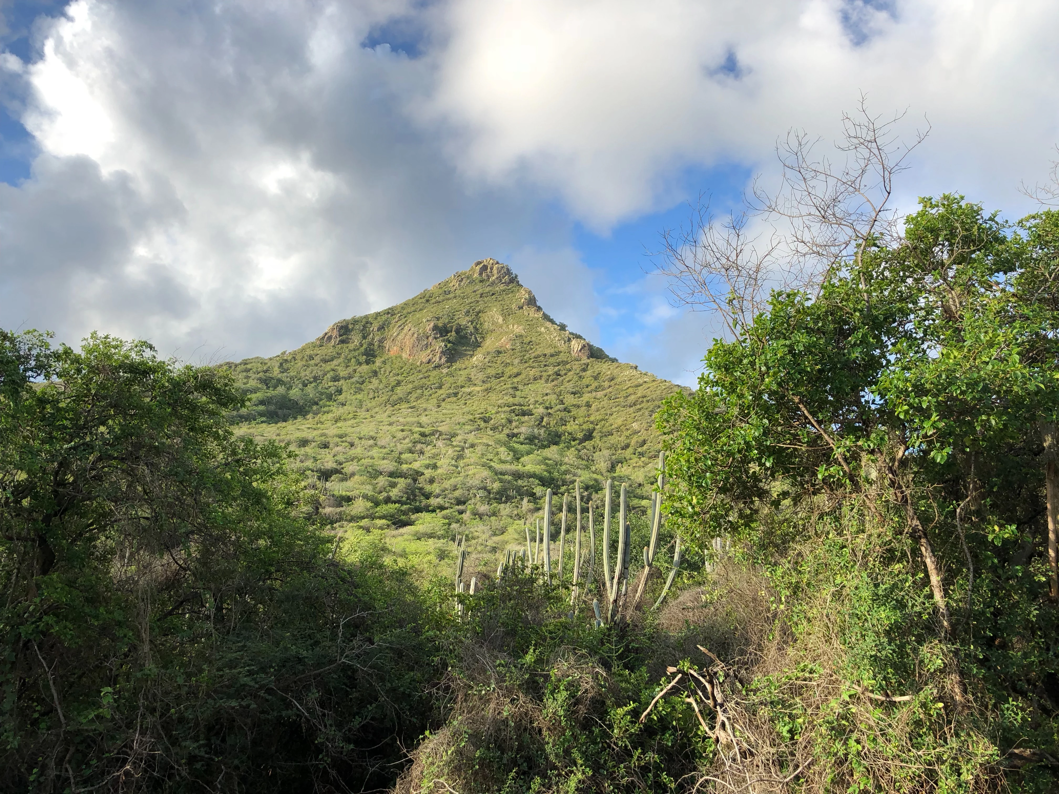 A mountain with dense green vegetation surrounded by trees and cacti under a partly cloudy sky
