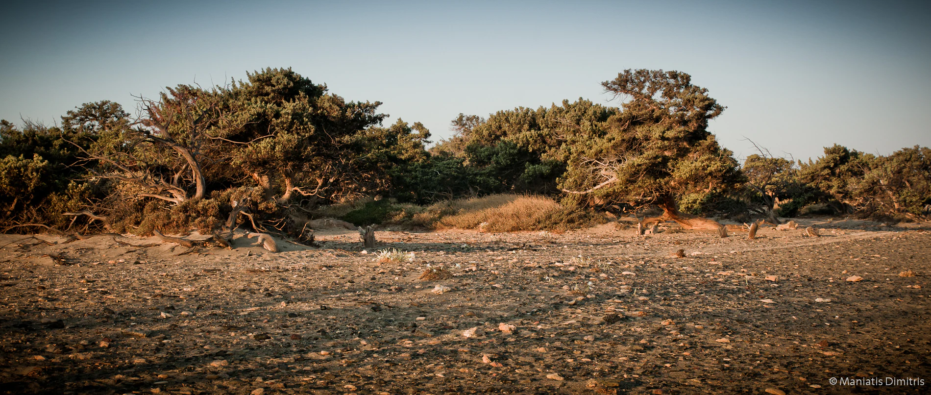 A wide view of a low-lying, scrubby forest of juniper trees growing on rocky, sandy ground under a clear sky.