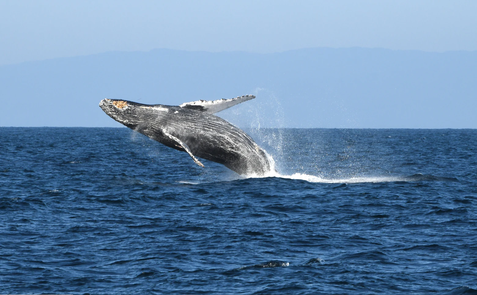 A humpback whale leaping out of the dark blue ocean water, creating a splash with its body against a clear horizon.