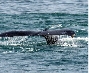 The dark, wide fluke of a humpback whale emerging from choppy, dark blue ocean water, with water droplets streaming from its trailing edge.