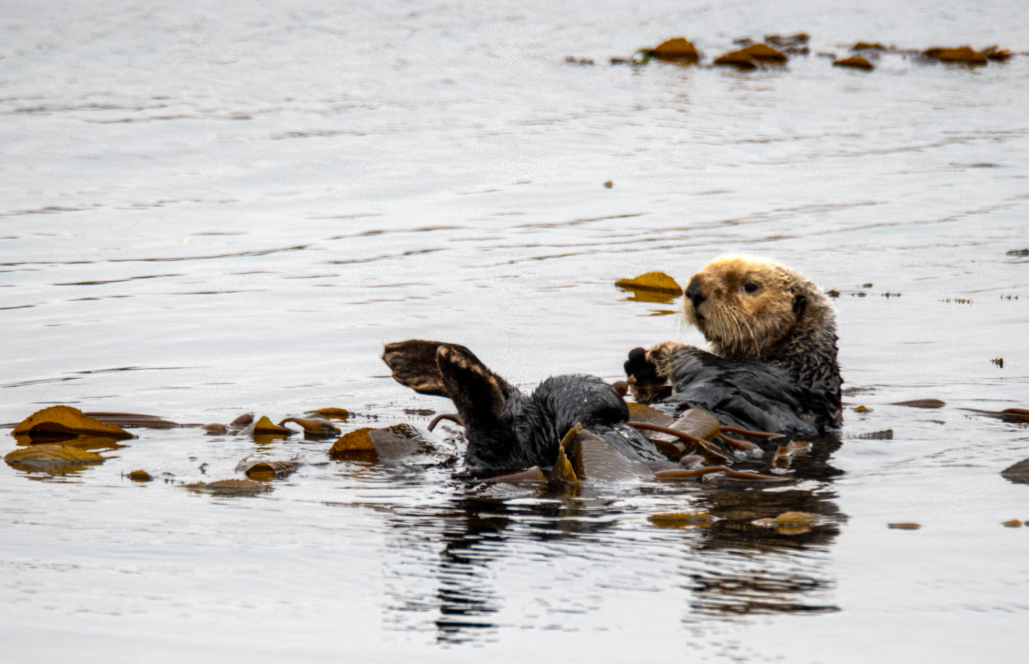 A sea otter floats on its back in calm water, surrounded by floating kelp fronds.
