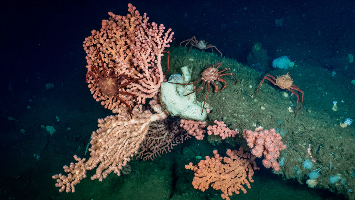 A cluster of pink bubblegum coral attached to a rocky reef on the ocean floor, with several small crabs crawling on the coral and adjacent rock, set against a dark background.