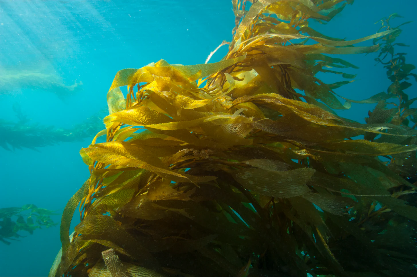 Underwater view of giant kelp fronds swaying in the Pacific Ocean, illuminated by dappled sunlight filtering from the surface.