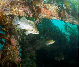 Underwater view showing two fish swimming among dark, weathered ship wreckage covered in marine growth in a kelp forest setting.