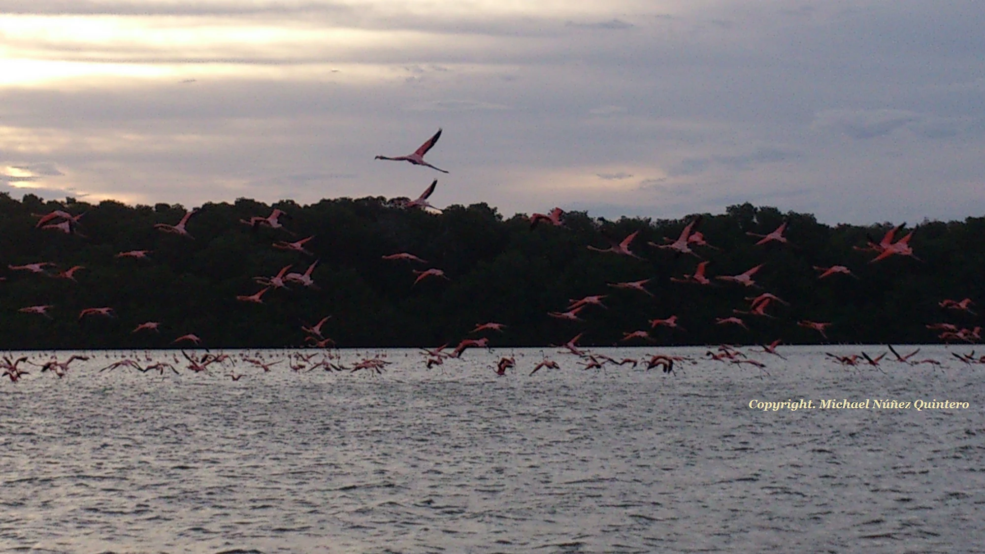 A large flock of pink flamingos flies low over a dark, rippling body of water, with a silhouette of a treeline in the background under a cloudy morning sky.