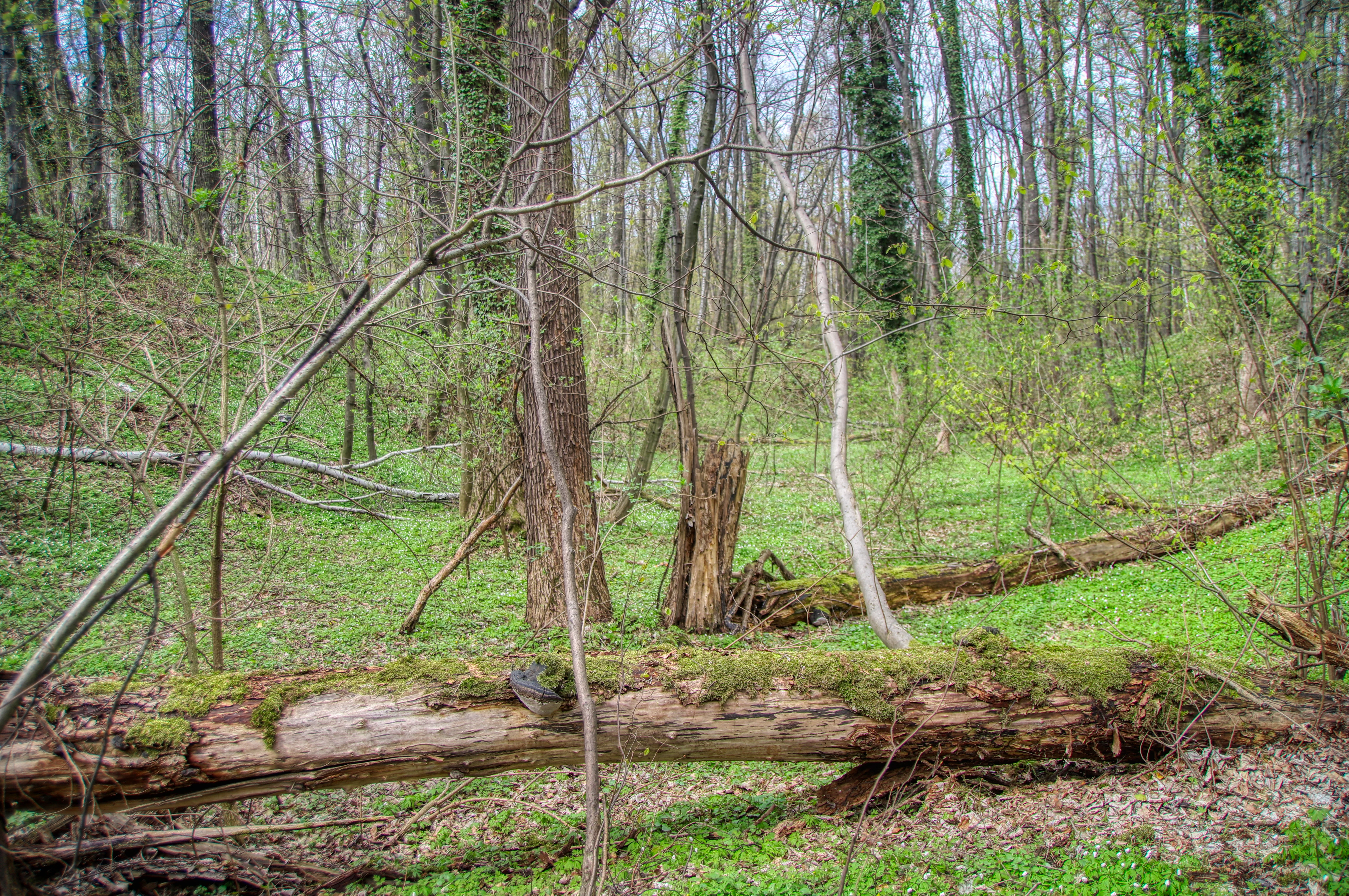 A dense, deciduous woodland scene with fallen logs covered in moss on the forest floor, surrounded by lush green undergrowth and mature trees with light budding foliage.