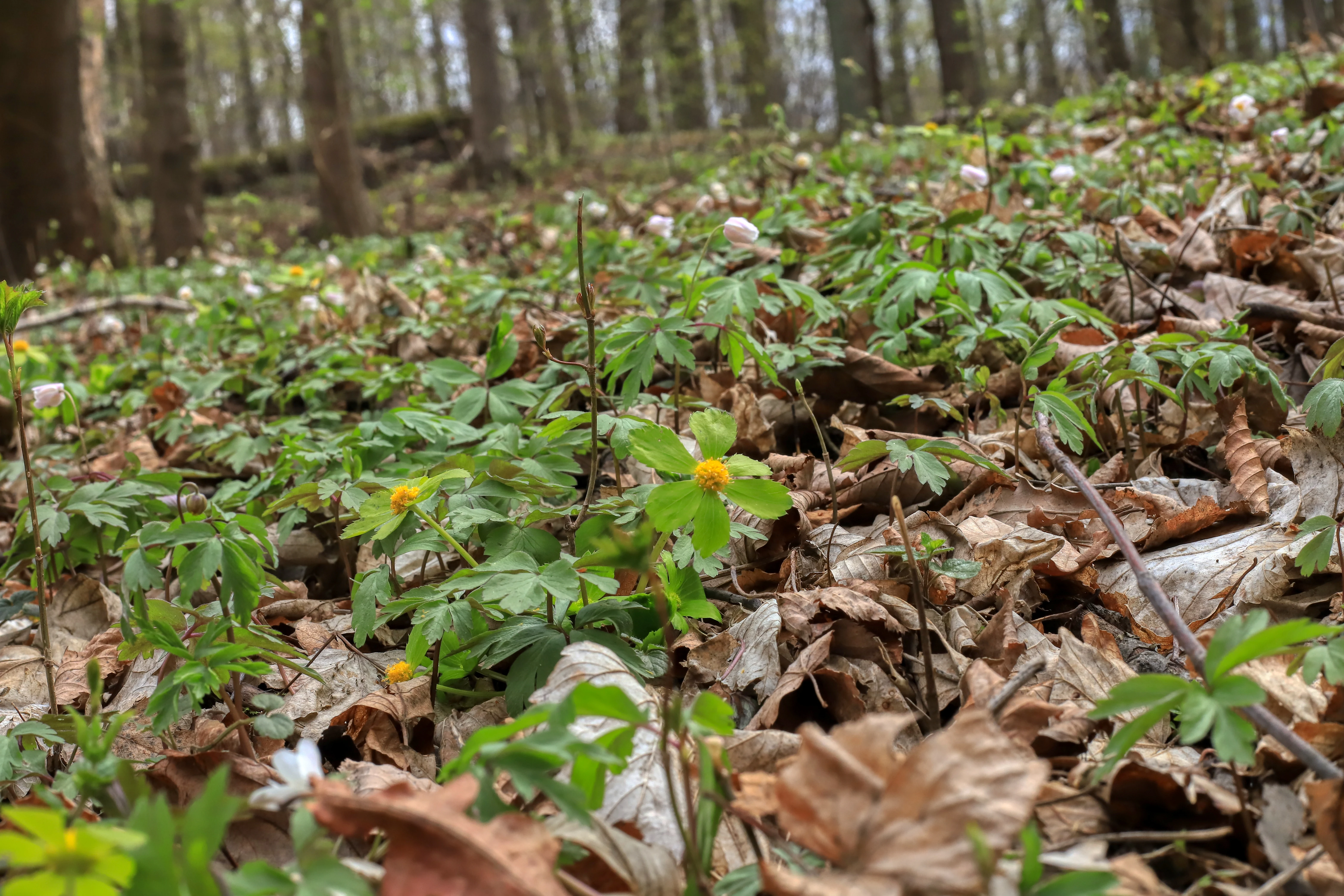 A close-up view of small yellow Hacquetia epipactis flowers blooming among green leaves and fallen brown autumn leaves in a forest.