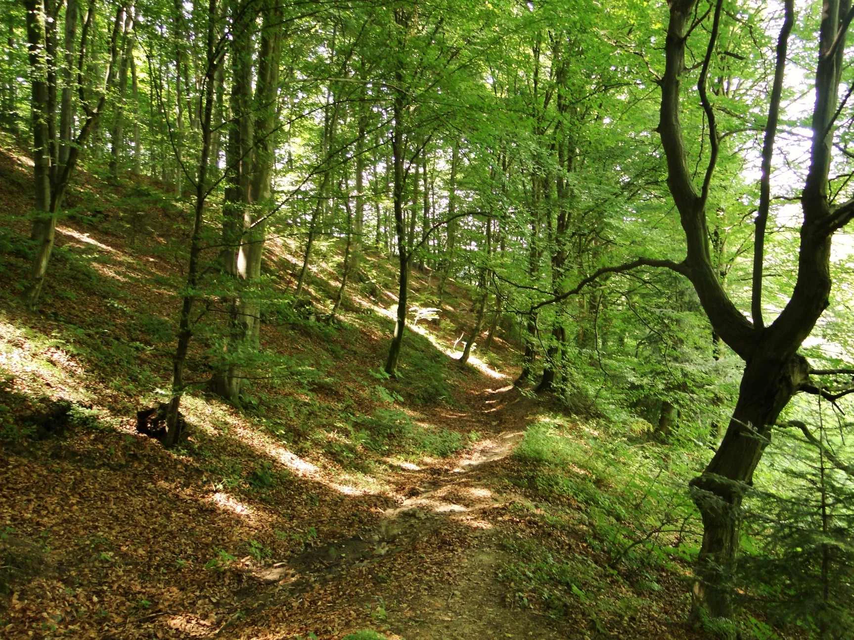 Dirt trail running through a deciduous forest with tall trees, lush green canopy, and dappled sunlight falling on a leaf-littered slope.