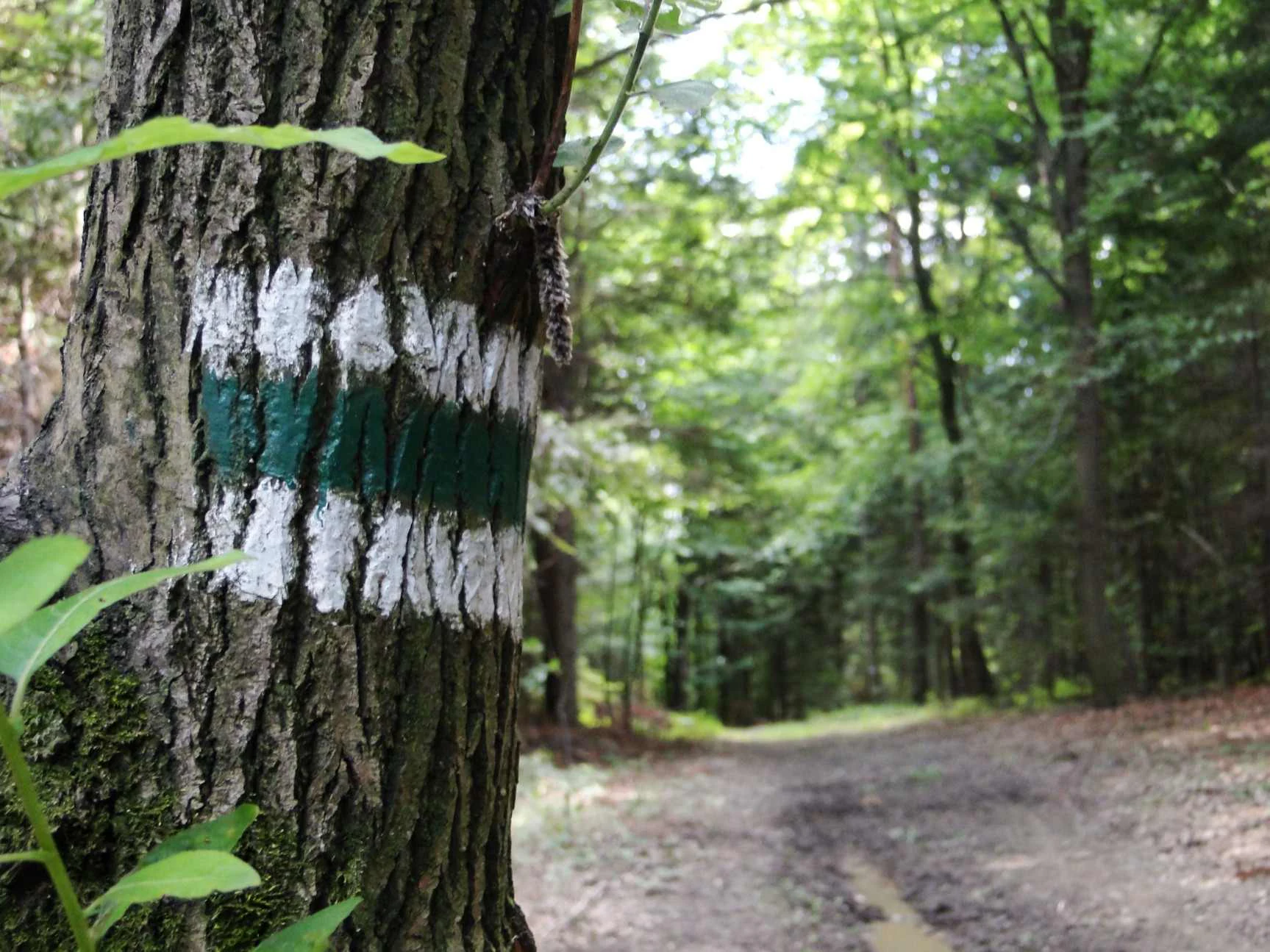 A close-up view of a tree trunk with a painted green and white trail marker; a dirt path continues into the blurred forest background.
