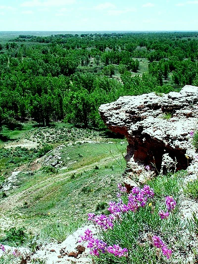 A high vantage point looking down from a rocky outcrop at Point of Rocks, with vibrant purple wildflowers in the immediate foreground and a dense green forest and open plains stretching to the horizon.