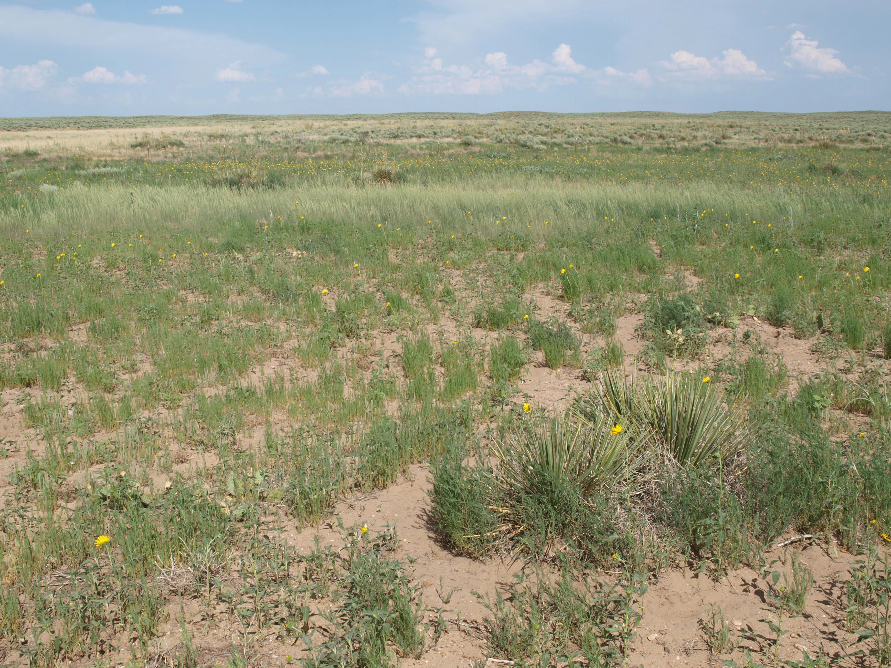 A wide view of a flat prairie landscape with sparse patches of grass, sandy ground, and yucca plants under a blue sky with light clouds.