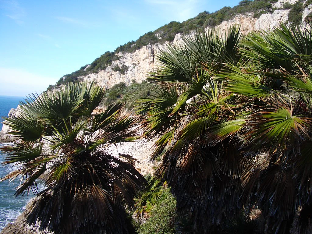 Dwarf palm trees with green fronds on a rocky cliff with ocean view