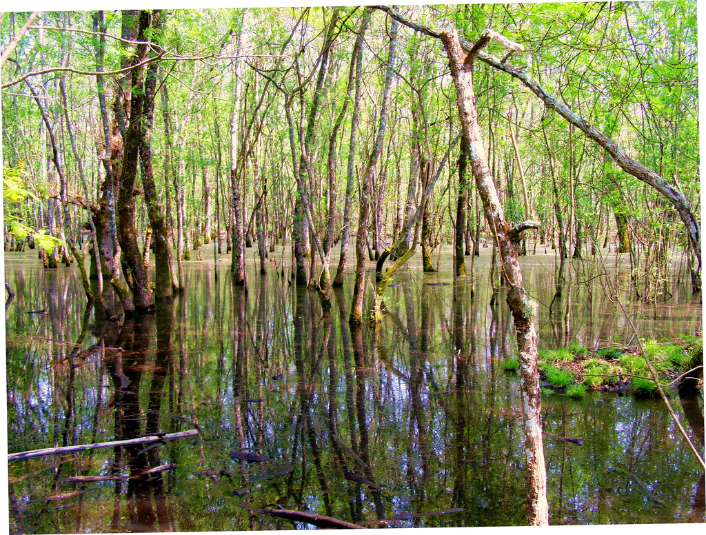 A marshland scene with tall trees partially submerged in water, reflecting in the calm surface, surrounded by green vegetation