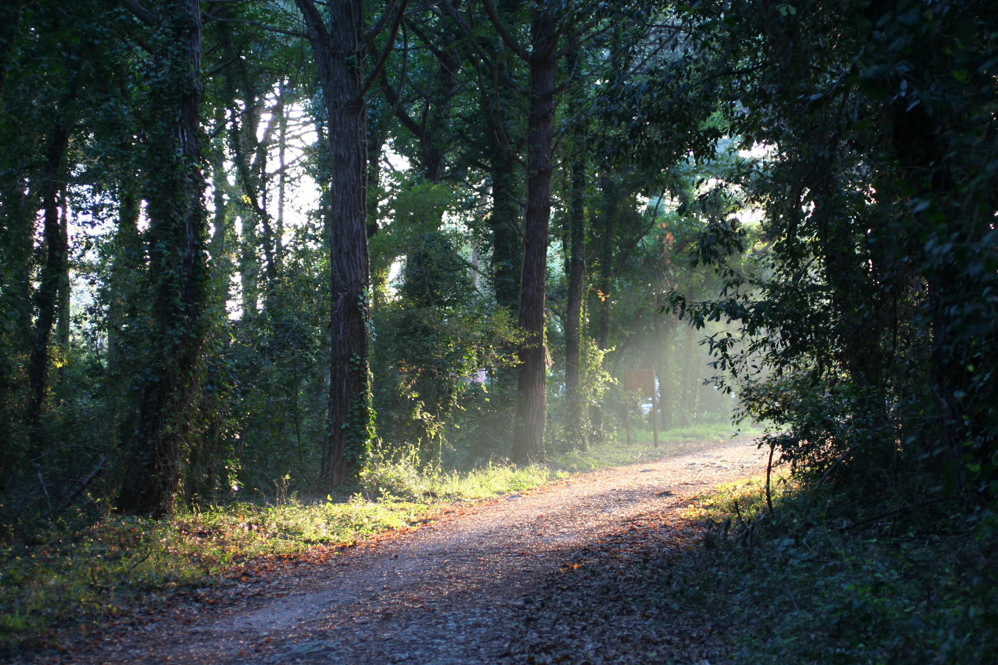 Dirt path winding through dense forest with sunlight filtering through trees
