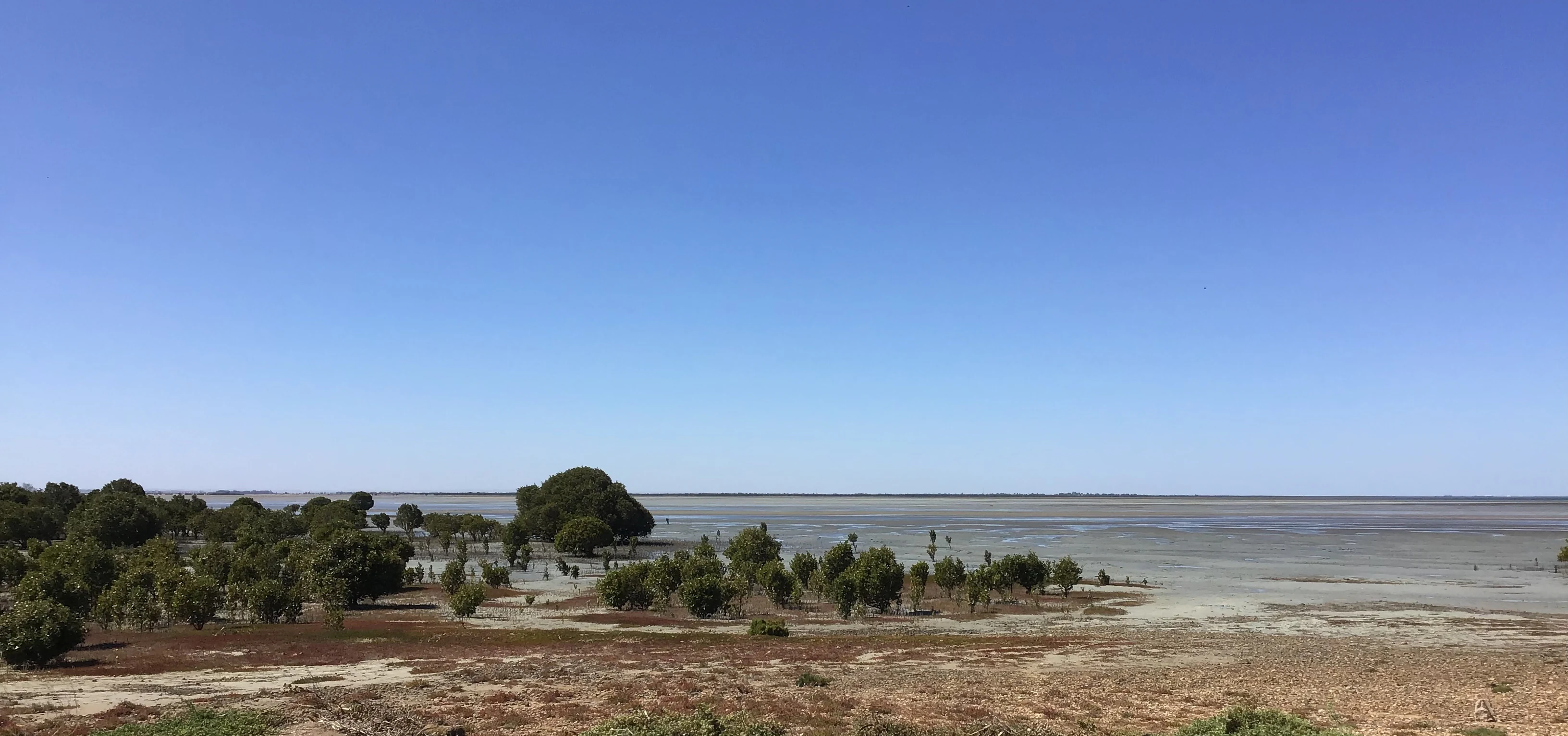 Wide landscape view of a coastal wetland with dry brown ground in the foreground, green mangrove trees in shallow water, and a calm sea under a clear blue sky.