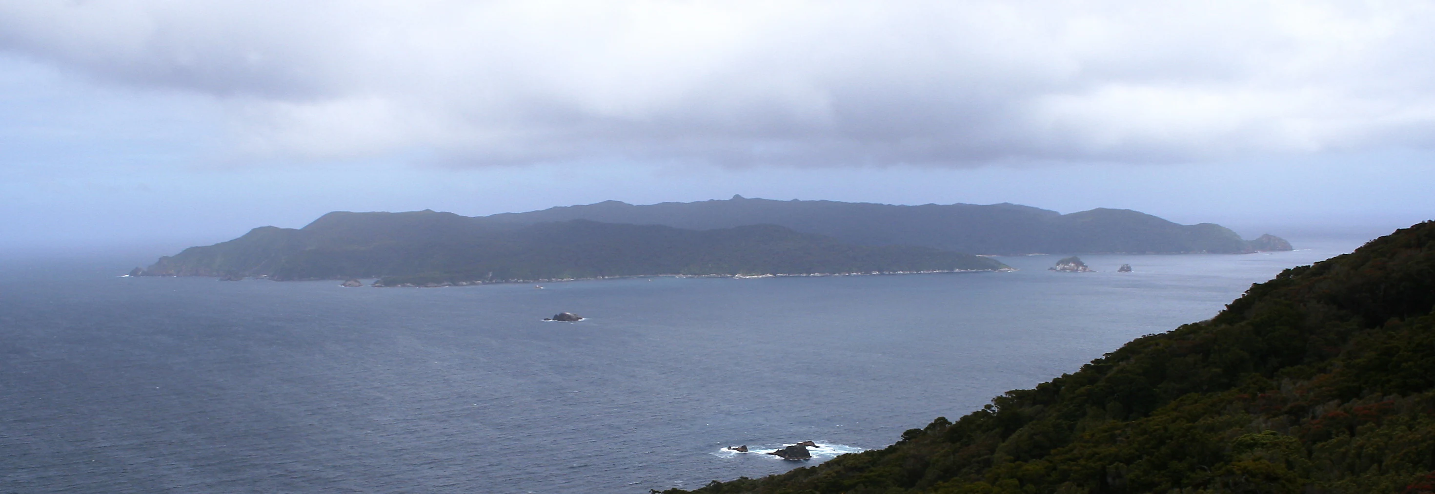 A wide, overcast view looking across a body of water toward the forested landmass of Codfish Island.