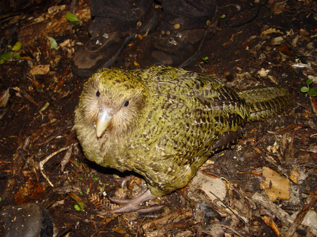 A close-up of a young kākāpō with mottled green and brown feathers standing on dark soil and leaf litter, with a human boot visible in the background.