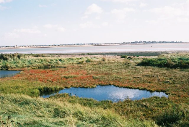 Coastal wetland landscape showing a small tidal lagoon surrounded by green and reddish saltmarsh vegetation, with a wide estuary and distant shoreline under a partly cloudy sky.