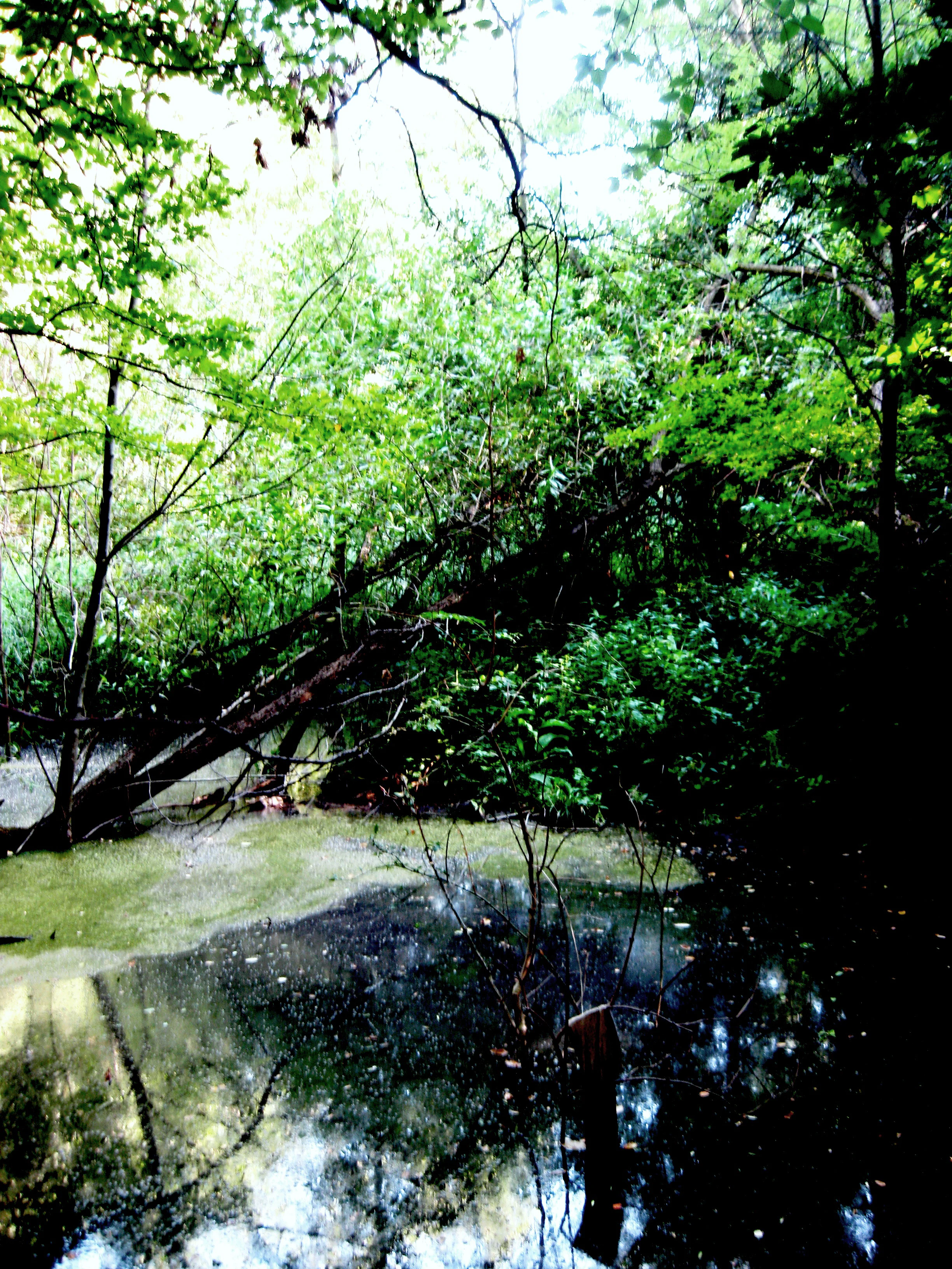 Calm pond reflecting surrounding trees and greenery in a forested area
