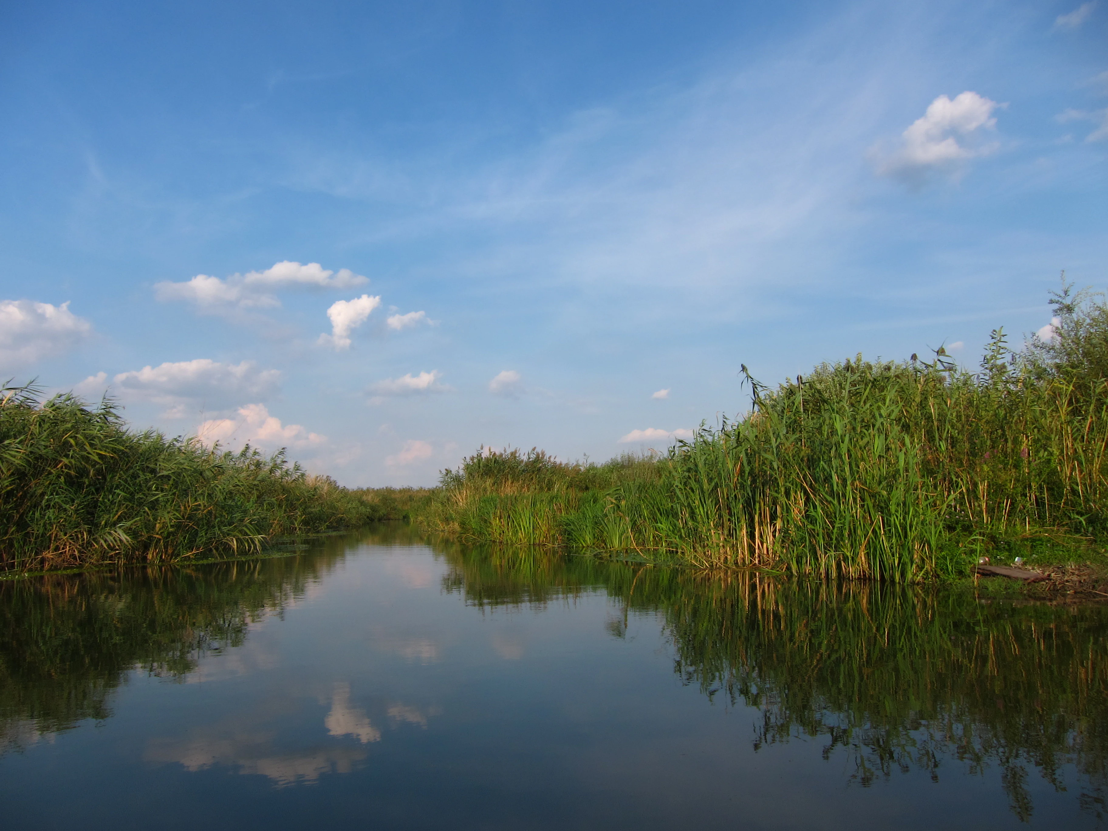 Calm river reflecting sky and reeds with tall green vegetation along banks under a clear blue sky