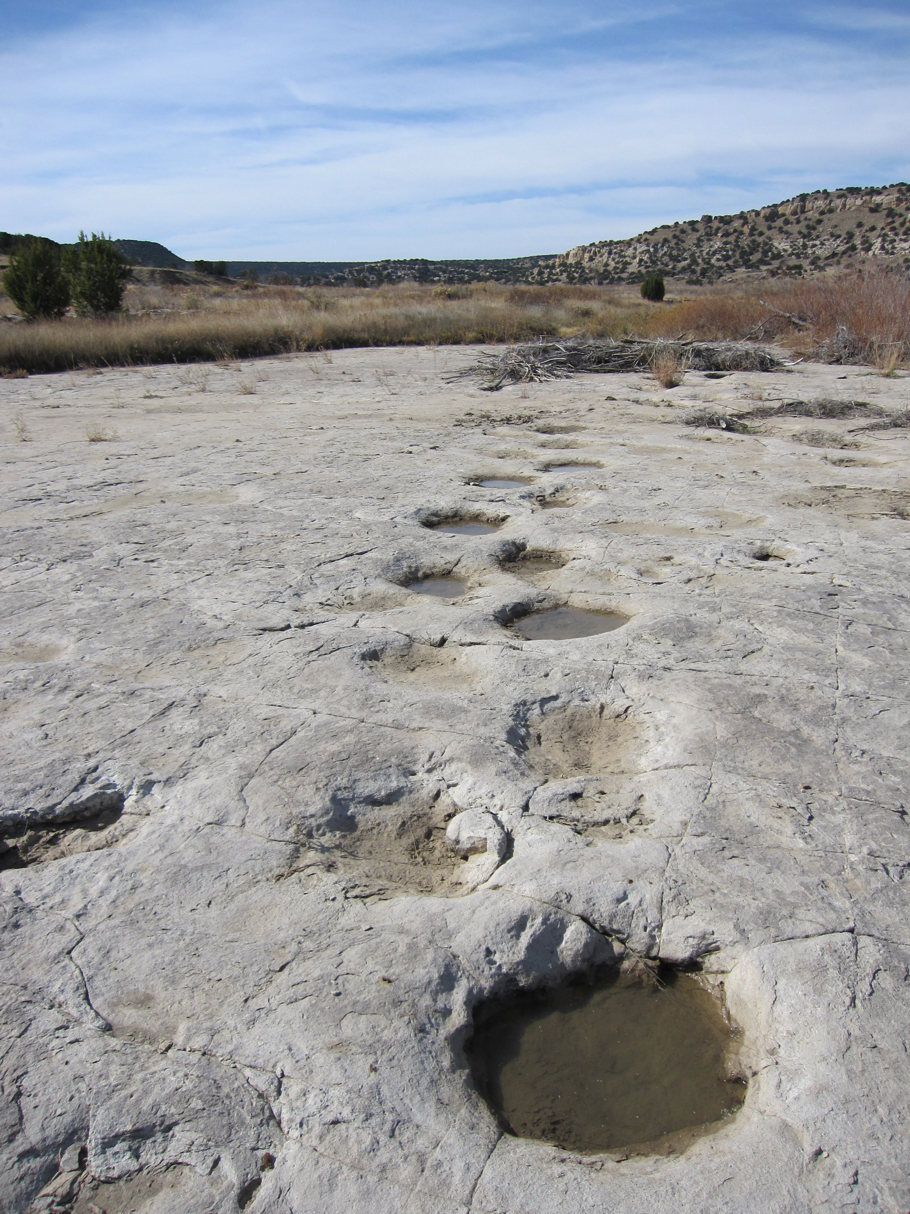 A series of large, deep fossilized dinosaur footprints embedded in a light gray limestone rock surface, some filled with water, leading toward a dry grassland landscape with rocky hills and blue sky in the background.