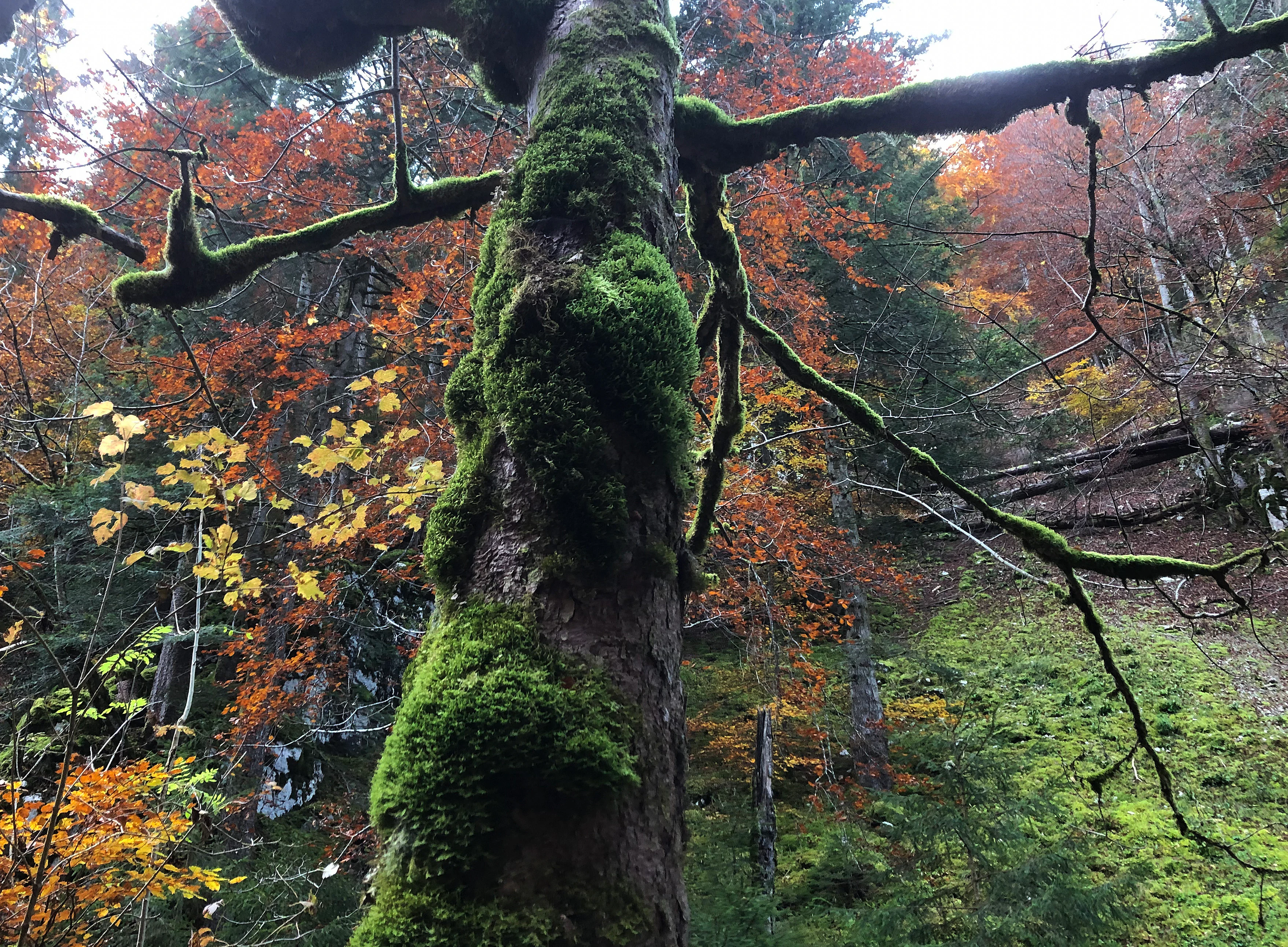 A close-up view of a thick tree trunk heavily covered in vibrant green moss, standing in a forest during autumn with orange and yellow foliage in the background.