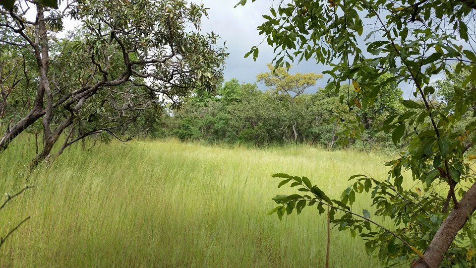 Una vista de un paisaje de sabana herbácea en el Parque Nacional de Comoé, enmarcado por árboles a la izquierda y a la derecha, con un cielo nublado arriba.