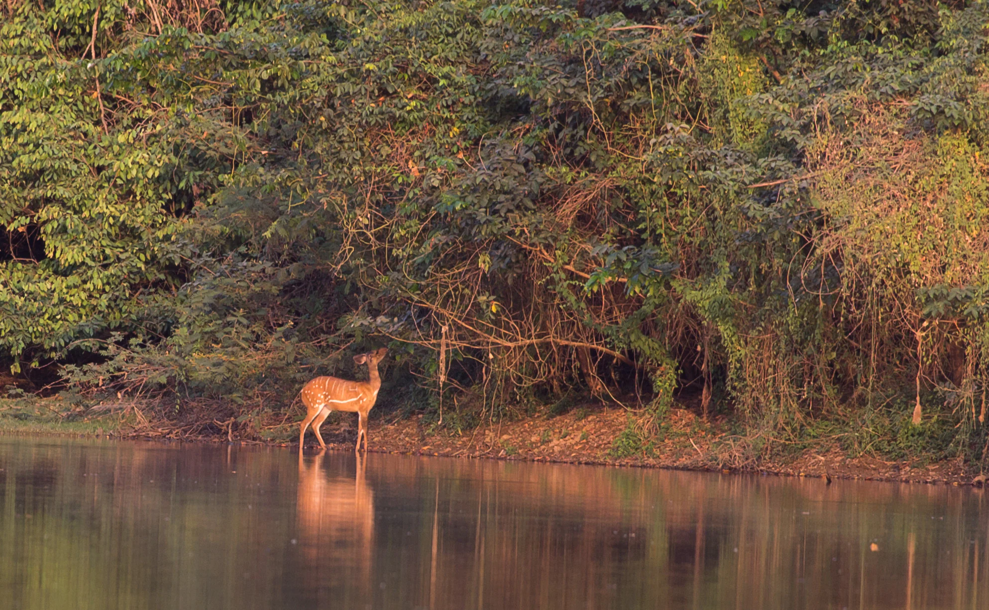 Un bushbuck manchado se encuentra en la orilla de un río tranquilo con frondosos árboles verdes al fondo.